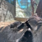 Аватар пользователя Yarich Raccoon